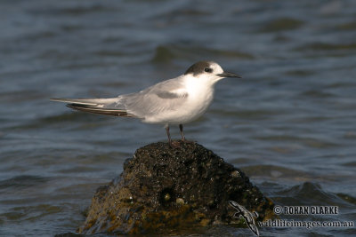 Common Tern 2400.jpg