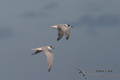 Common Tern 2405.jpg