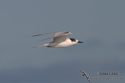 Common Tern 2407.jpg