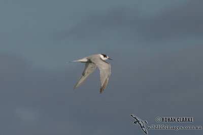 Common Tern 2412.jpg