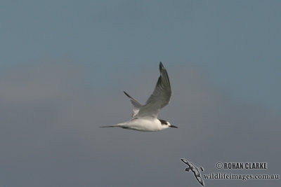 Common Tern 2413.jpg