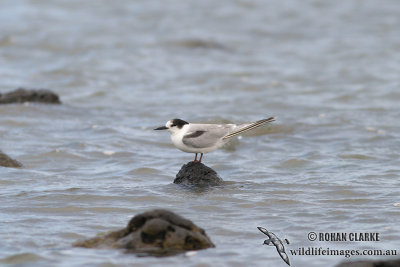 Common Tern 2522.jpg