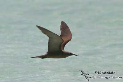 Common Noddy 8889.jpg