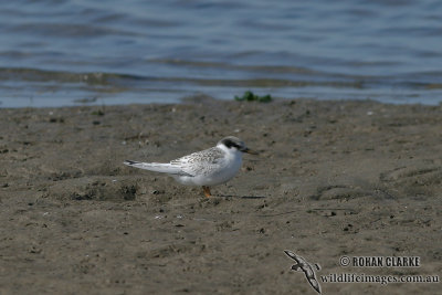 Fairy Tern 5167.jpg