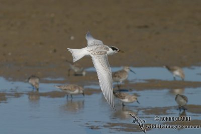 Fairy Tern 5173.jpg