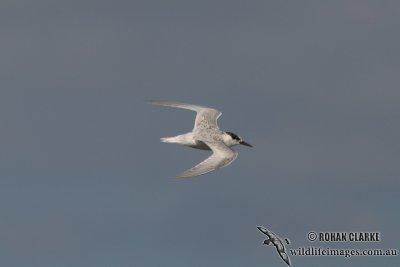 Fairy Tern 5188.jpg