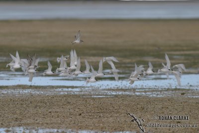 Fairy Tern 5291.jpg