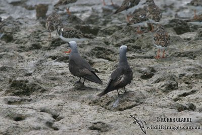 Black Noddy 8876.jpg