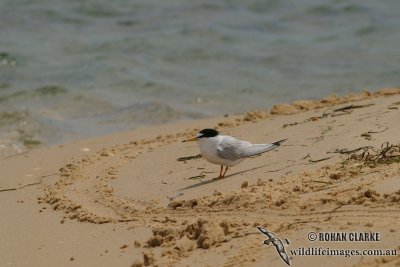 Little Tern 1380.jpg