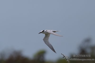 Little Tern 2310.jpg