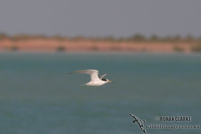 Little Tern 9474.jpg