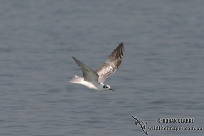 White-winged Black Tern 2781.jpg