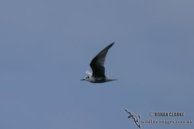 White-winged Black Tern 3383.jpg
