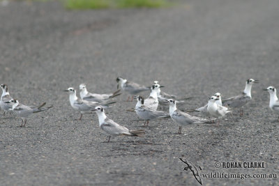 White-winged Black Tern 4203.jpg