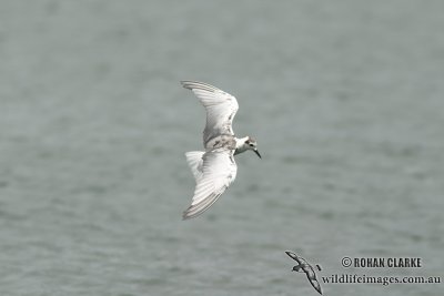 White-winged Black Tern 4213.jpg