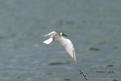 White-winged Black Tern 4238.jpg