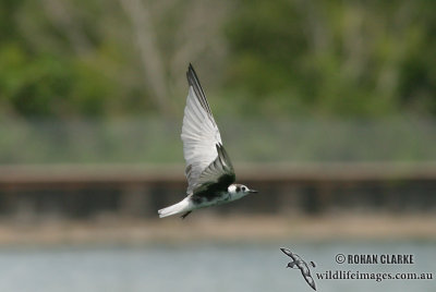 White-winged Black Tern 4247.jpg