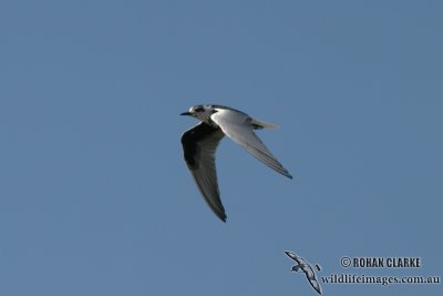 White-winged Black Tern 5149.jpg