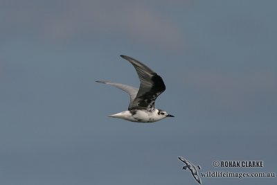 White-winged Black Tern 5187.jpg