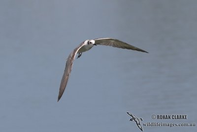 White-winged Black Tern 9730.jpg