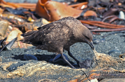 Southern Skua s1205.jpg