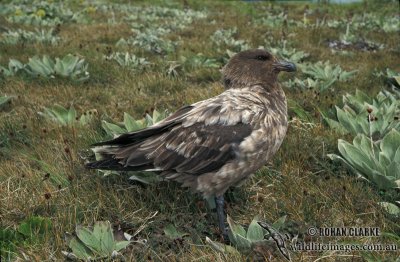 Southern Skua s1214.jpg