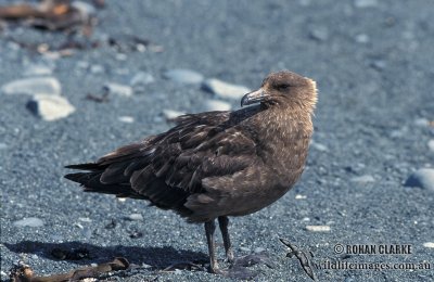 Southern Skua s1219.jpg