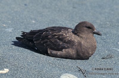 Southern Skua s1220.jpg