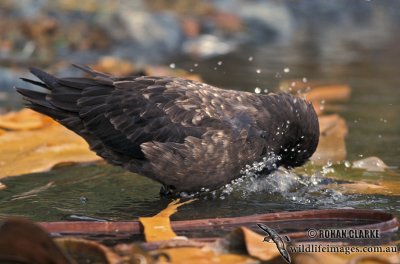 Southern Skua s1225.jpg