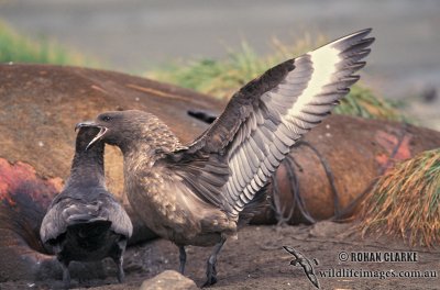 Southern Skua s1227.jpg