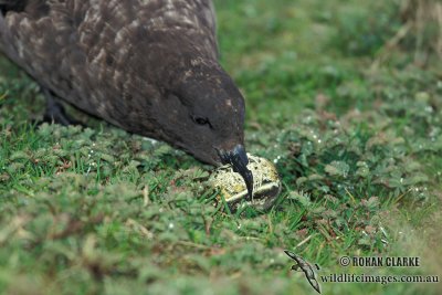 Southern Skua s1238.jpg