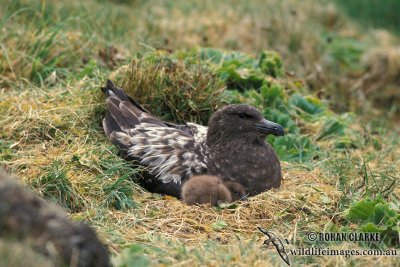 Southern Skua s1239.jpg