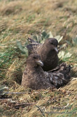 Southern Skua s1241.jpg