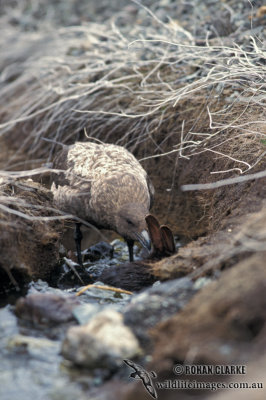 Southern Skua s1243.jpg