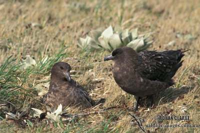 Southern Skua s1246.jpg