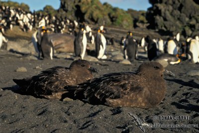 Southern Skua s1248.jpg