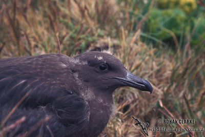 Southern Skua s1260.jpg