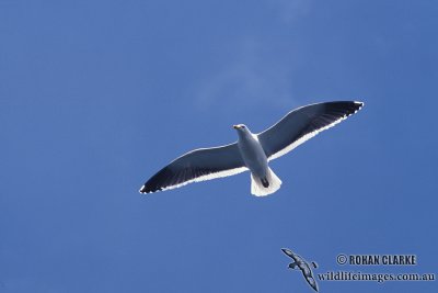 Kelp Gull s1264.jpg