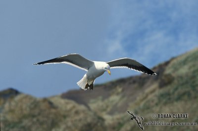 Kelp Gull s1267.jpg