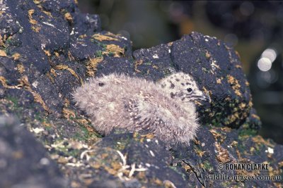 Kelp Gull s1270.jpg