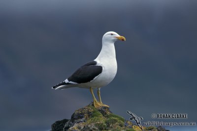 Kelp Gull s1272.jpg