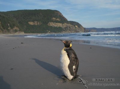 King Penguin s0086.jpg