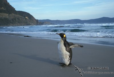 King Penguin s0092.jpg