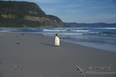 King Penguin s0093.jpg