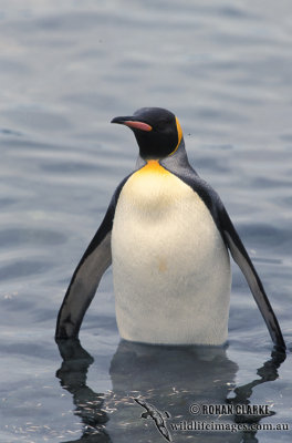 King Penguin s0097.jpg