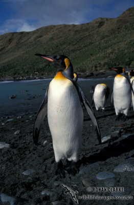 King Penguin s0101.jpg