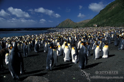 King Penguin s0102.jpg