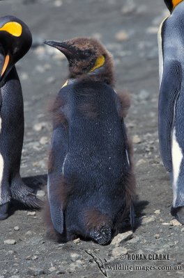 King Penguin s0105.jpg