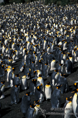 King Penguin s0108.jpg