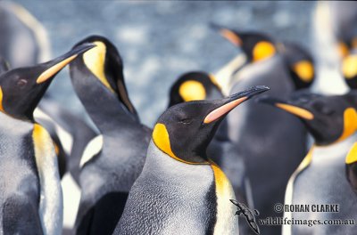 King Penguin s0109.jpg
